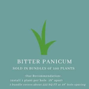 Bitter Panicum
