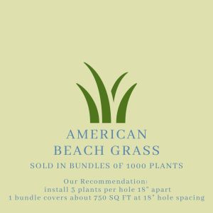 American Beach Grass
