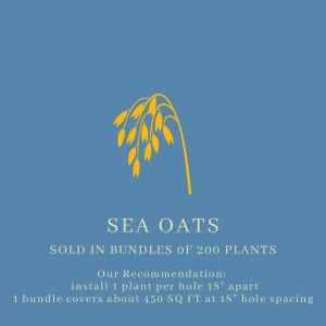 Sea Oats