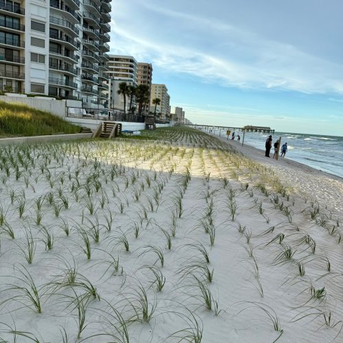 Ponce Inlet, FL •
Native Vegetation Installation •
Sea Oats, Established