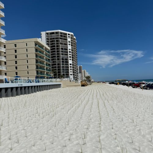 Ponce Inlet, FL • Native Vegetation Installation • Sea Oats, Install