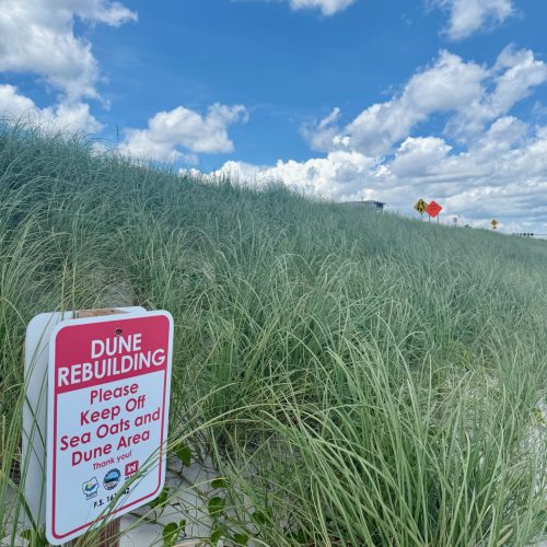 Flagler, FL • Native Vegetation Installation • Sea Oats, Install