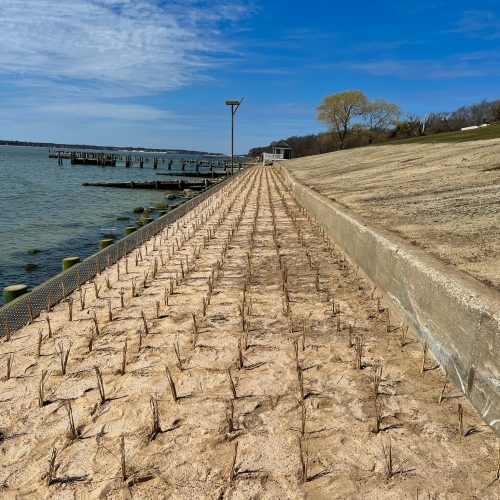 Shelter Island, NY • Native Vegetation Installation • American Beach Grass, Install