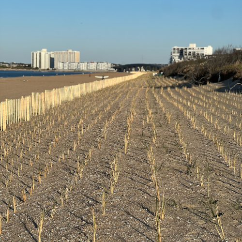 Ocean Park Beach VA • Native Vegetation Installation • American Beach Grass, Install