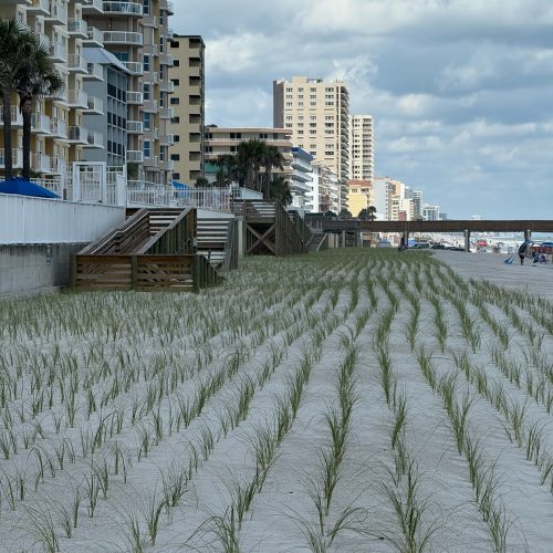 Ponce Inlet, FL •
Native Vegetation Installation •
Sea Oats, Established
